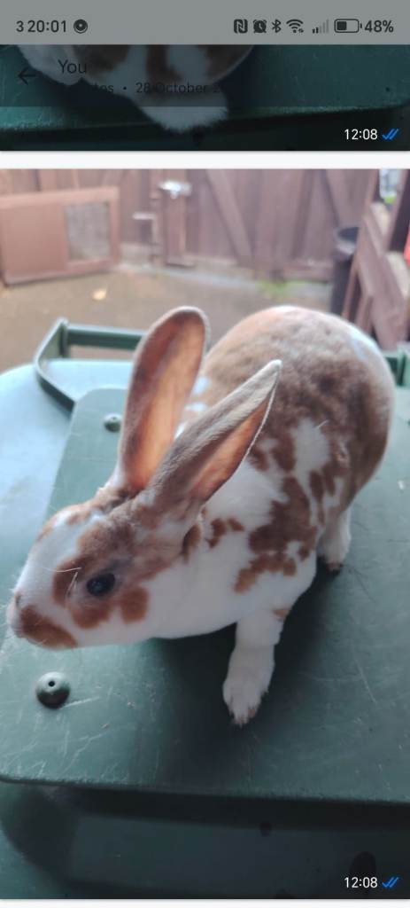 5 lovely mini rex boys 