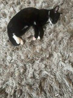 Kittens for sale 