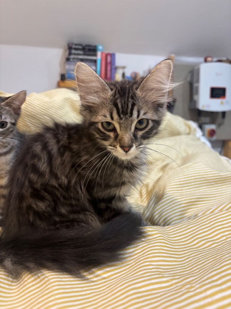 4 kittens( 2xtabby x siberian)
