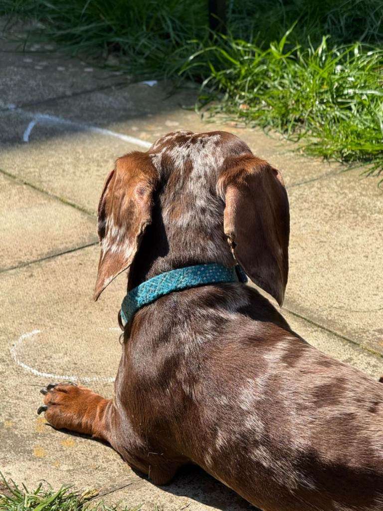 Cute, loving miniature sausage dog