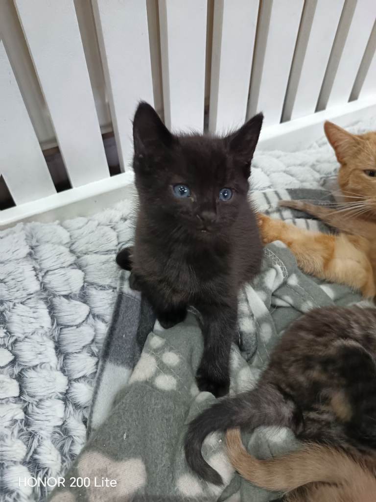 Black 8 week old kitten