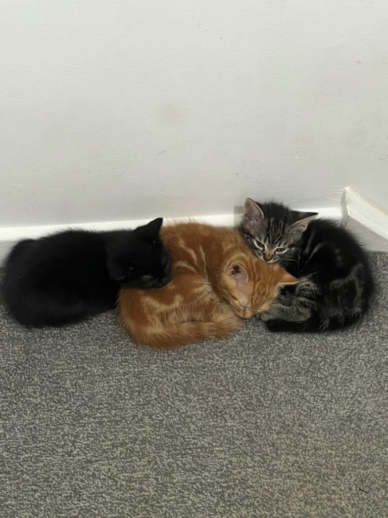 Kittens