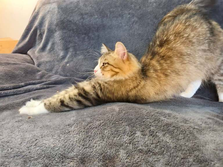 Purebred GCCF Registered Siberian kittens