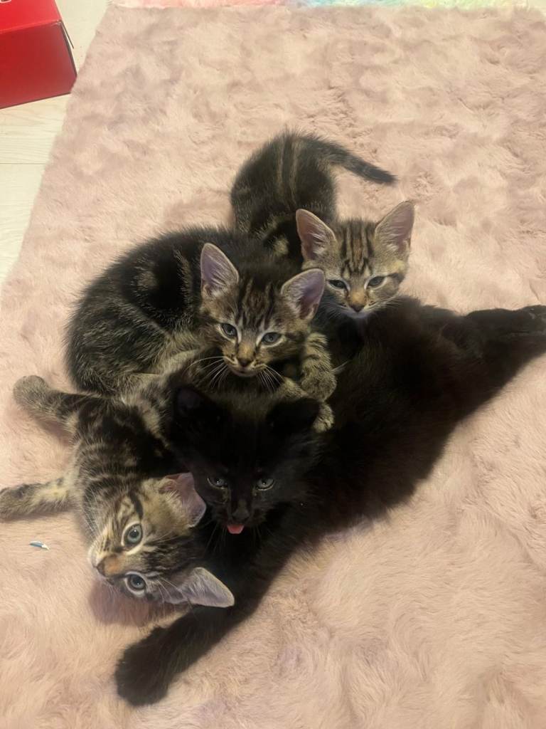 Persian and tabby kittens 