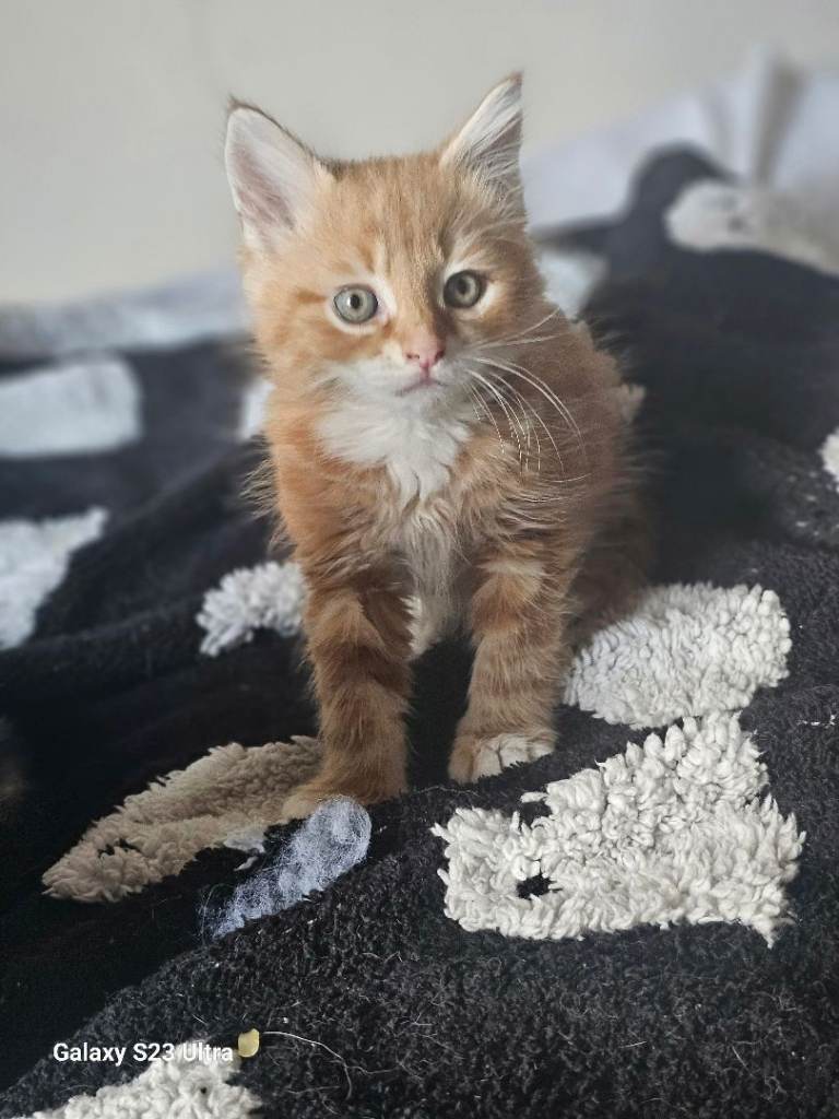 8 Adorable Kittens Ready for Their Forever Homes