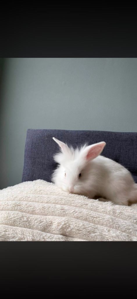 Rabbit For sale 