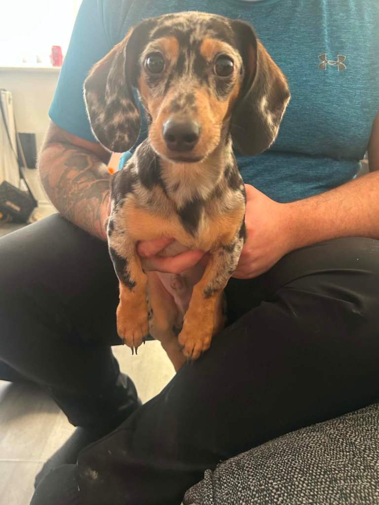 6 Month Old Dapple Dachshund Boy (Teddy)