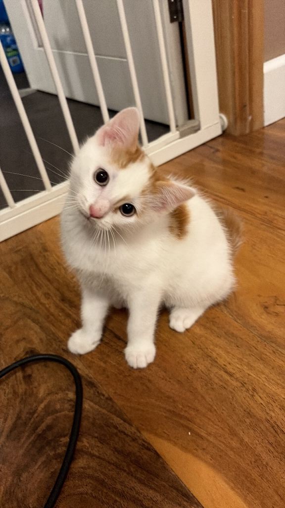 Beautiful white kitten 