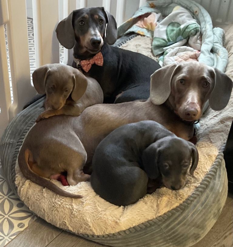 Miniature Dachshund pups 2 Girls