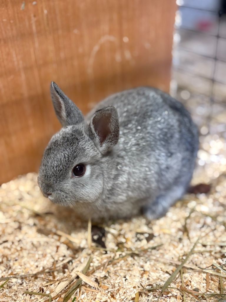 Netherland dwarf bunnies- ready on 16th Jan