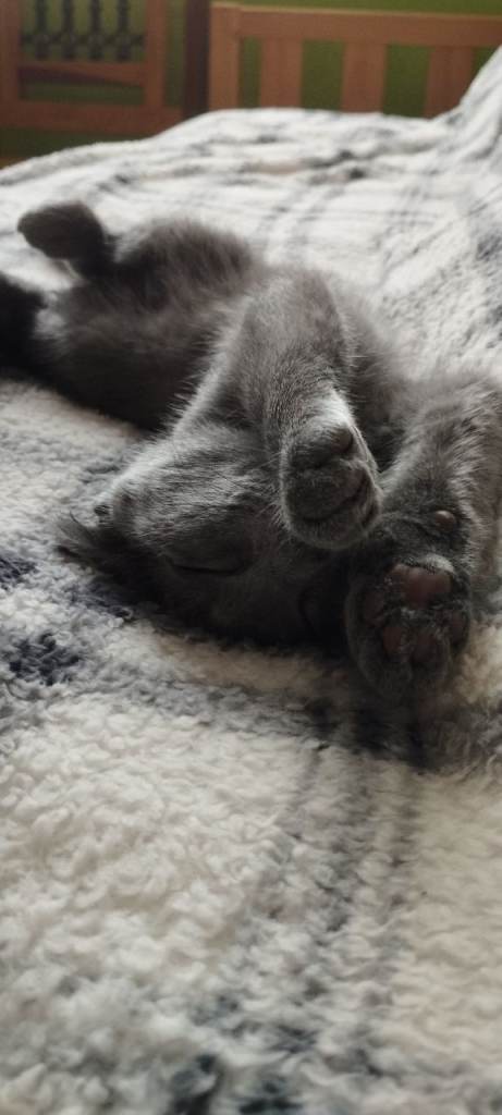 Russian blue kitten girl 