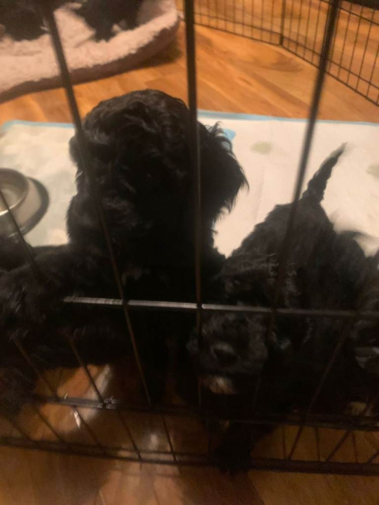 Rare Black Tightly cureld Cockapoo Puppies for sale