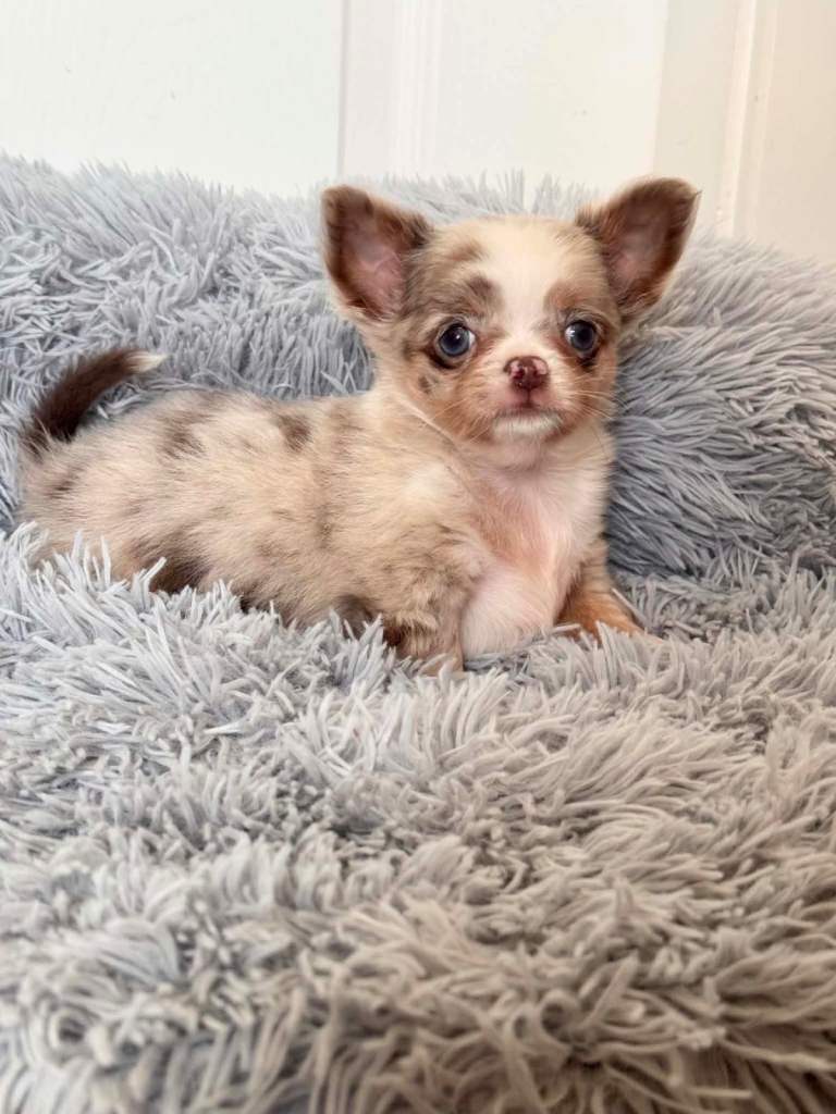 Longcoat Chihuahua Lilac Merle Puppy/ Lilac Girl 