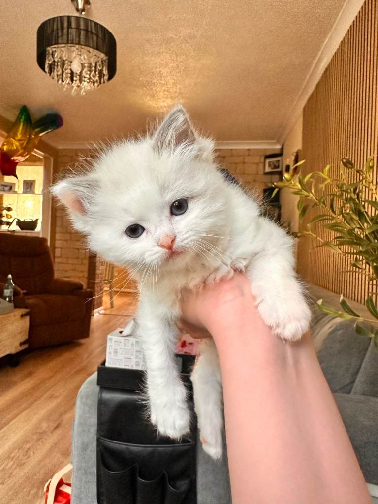 Ragdoll kittens