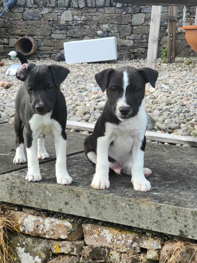 Patterjack Puppies 