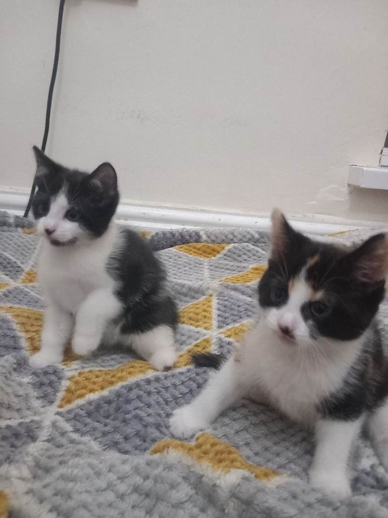 Kittens 