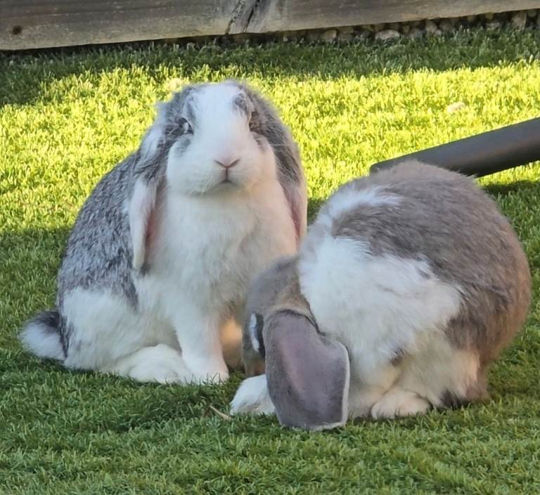 Frech lops rabbits 7 months old