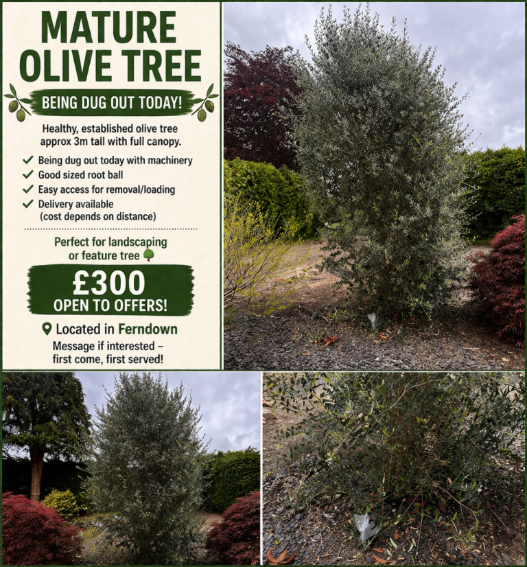 Olive tree 