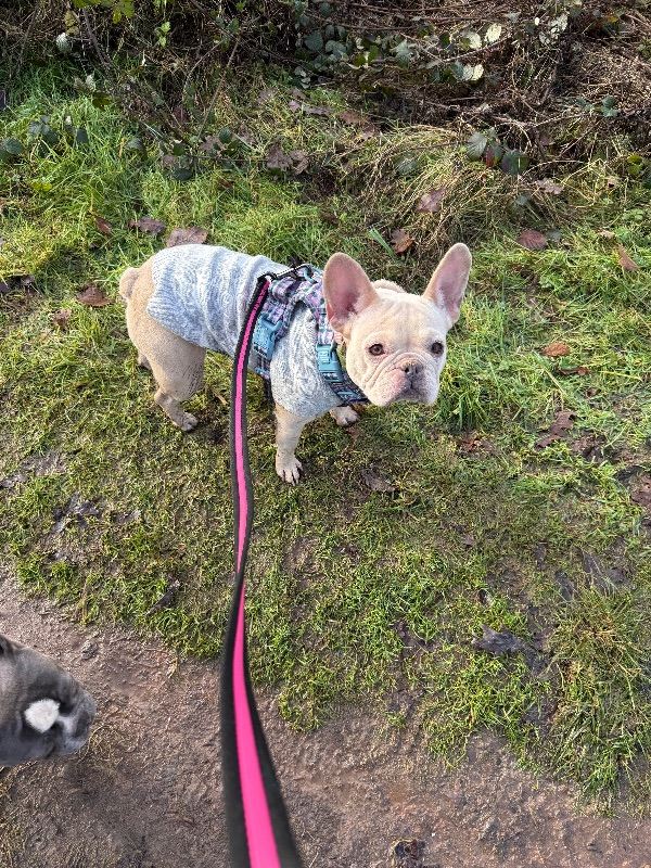 Frenchie female 25 months old very loving