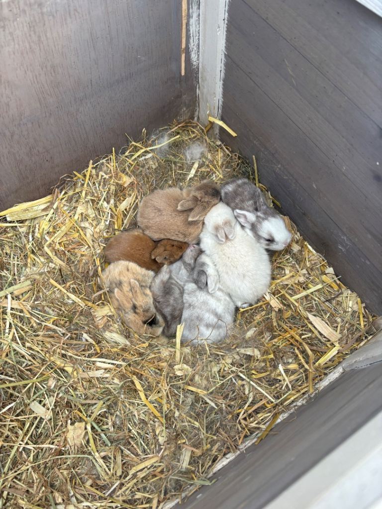 Mini Lop x Netherland Dwarf Babies 🐰
