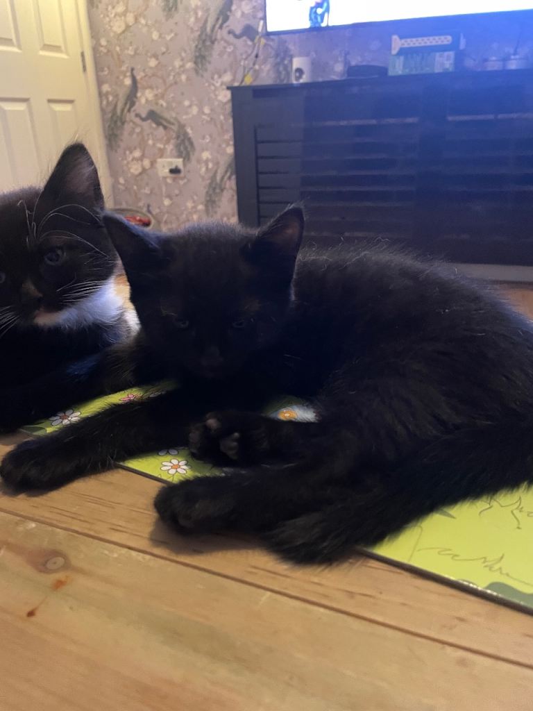 Ready now. 1 Kitten left 