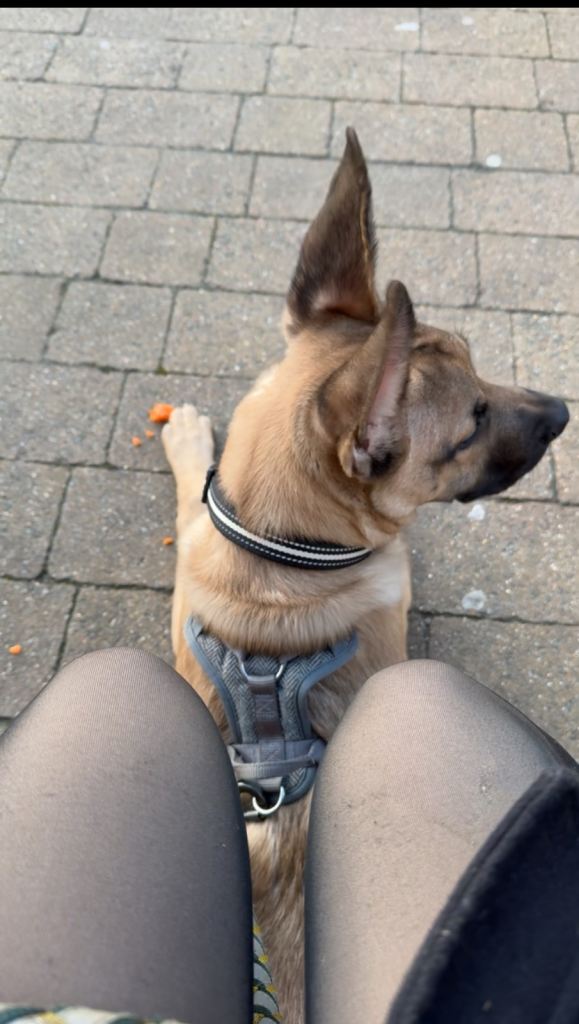 Beautiful German Shepard X Belgium