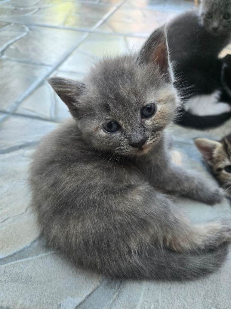 Russian blue and Turkish angora 