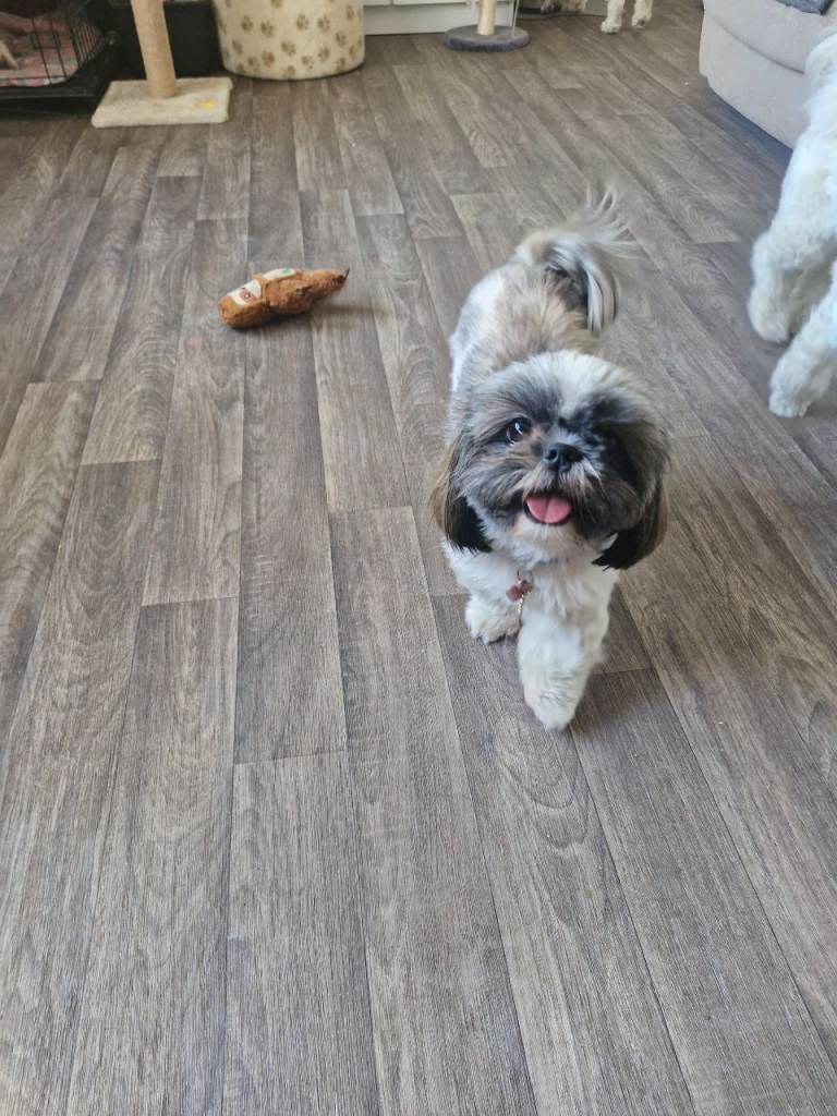 Shihtzu pup girl