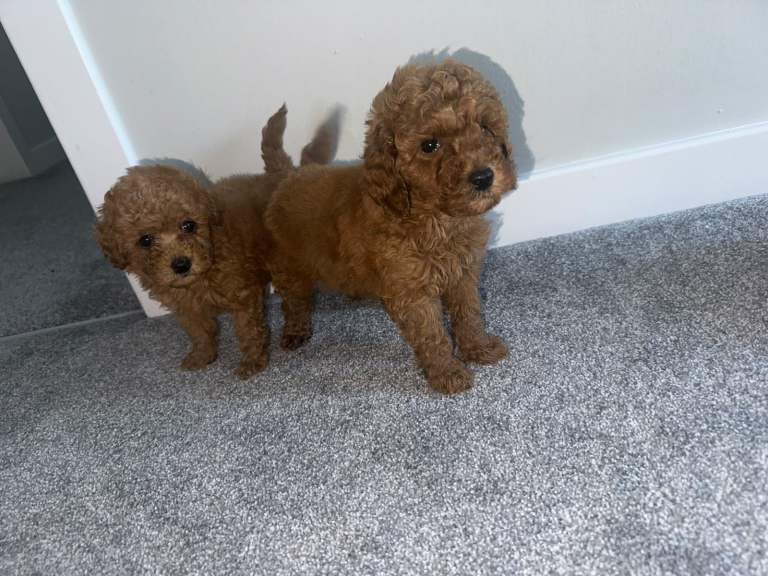 Toy poodle 