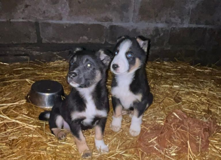 Collie puppies
