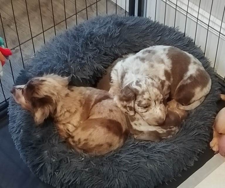 Miniature dachshund pups