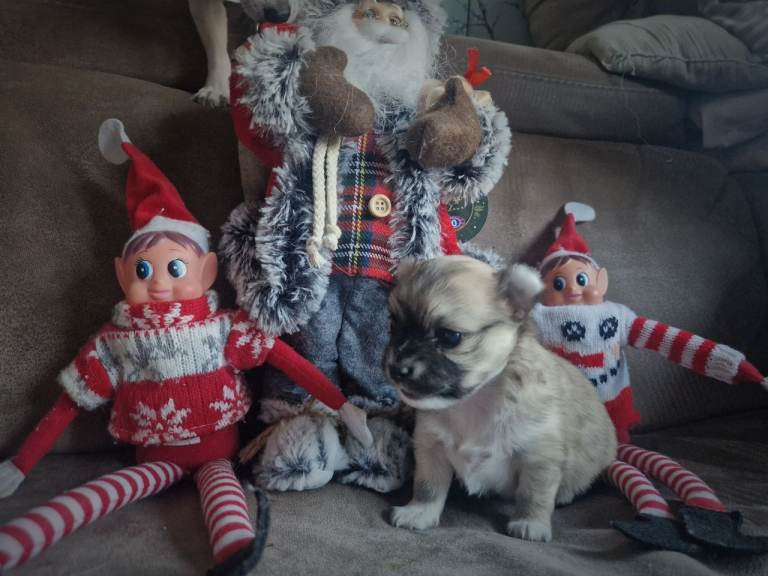 Female chihuahua puppy