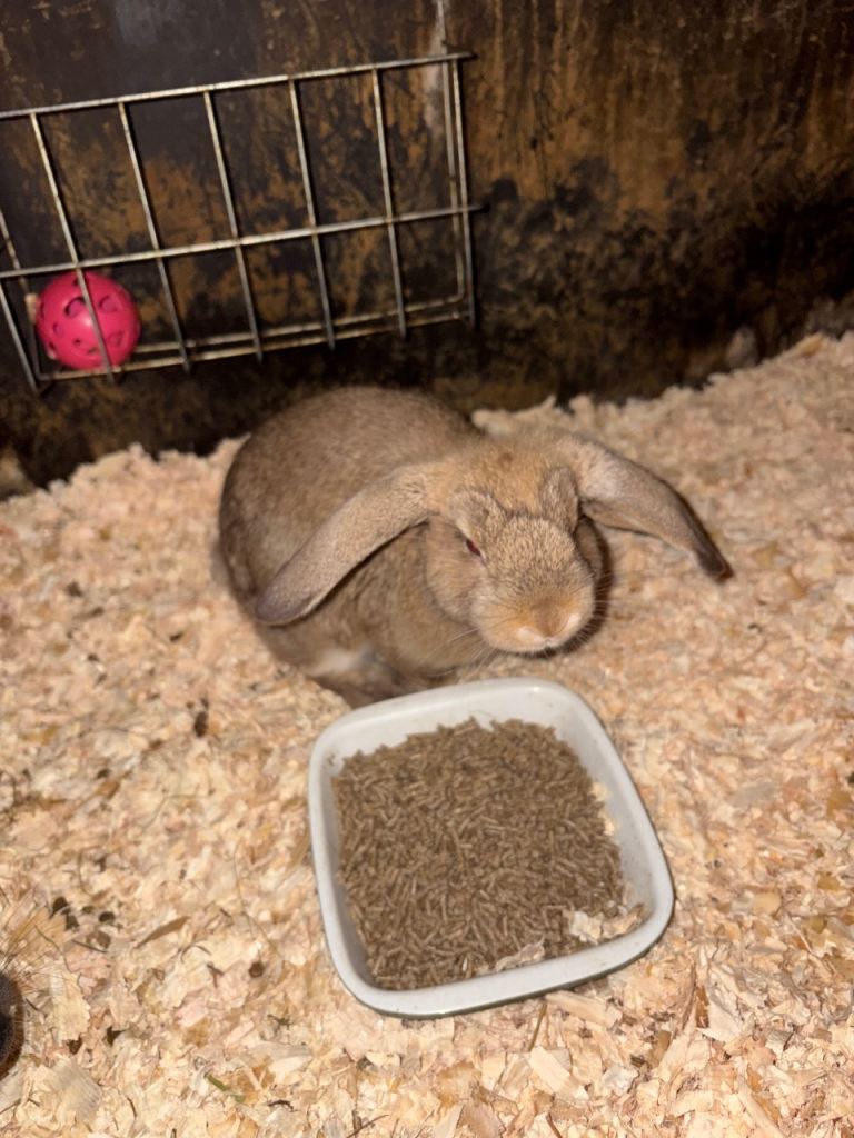 Mini lop bunnies 