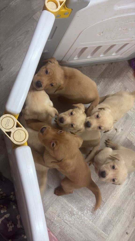 Labrador puppies