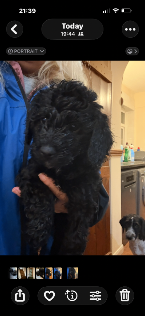 One beautiful cockerpoo x poodle left