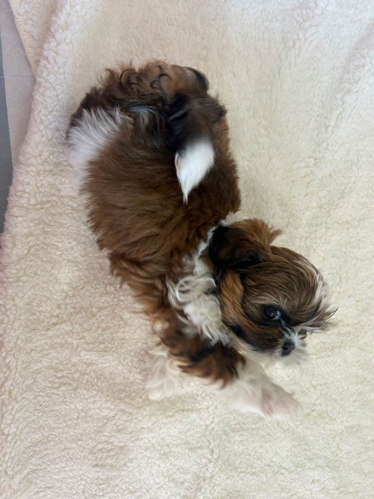 3 BEAUTIFUL SHIH TZU PUPPIES FOR SALE