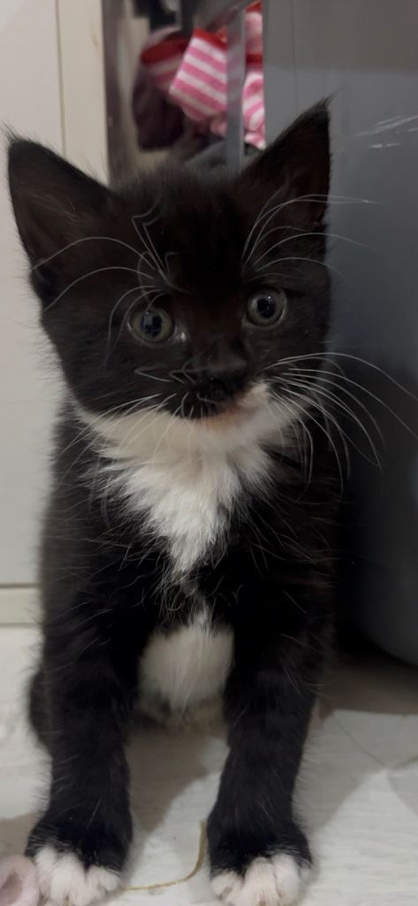 Kitten age 12 weeks ready to leave 