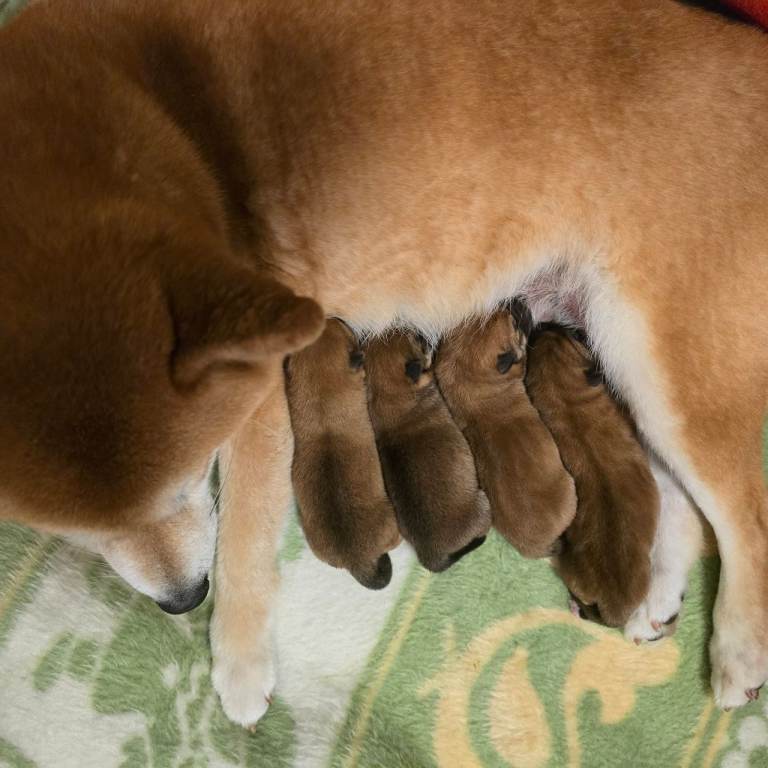 Shiba inu puppies for sale