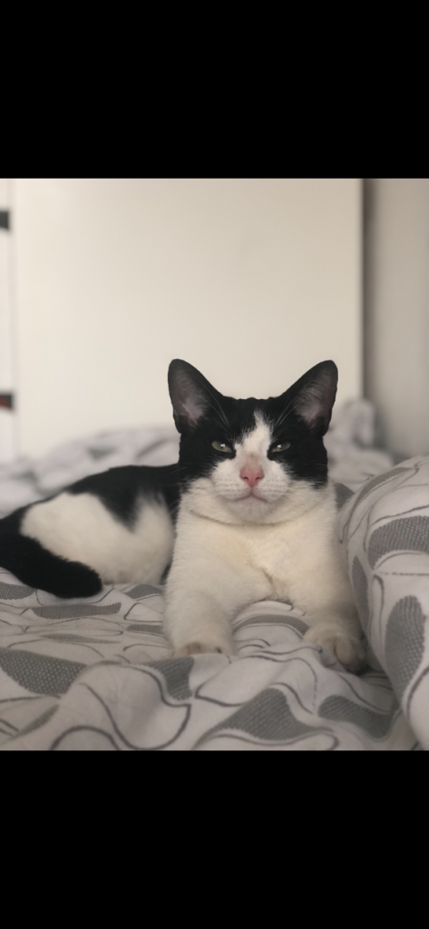 2 Year old Male Cat