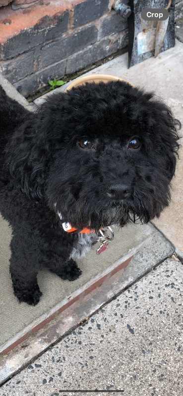 ADULT F1B Cockapoo Girl for new home 