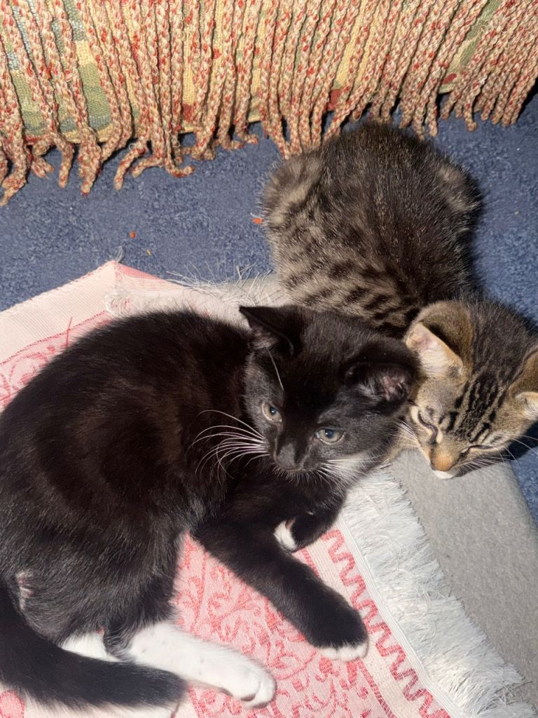 Two Female Kittens – 8 Weeks Old
