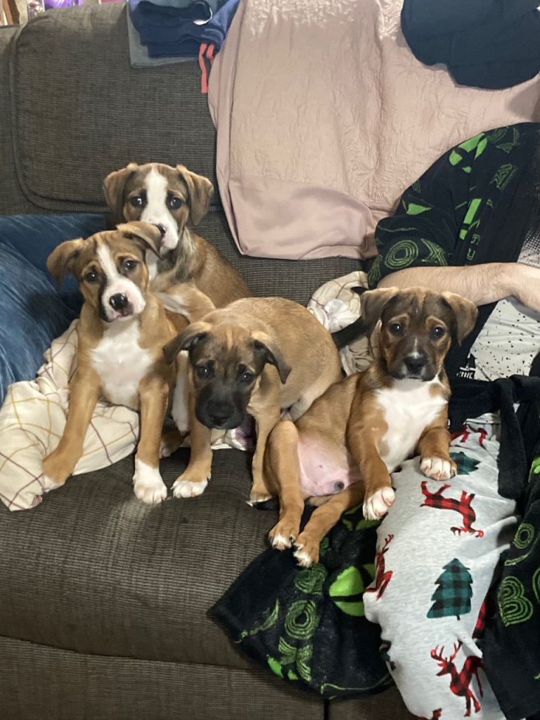 For sale staffy/collie 