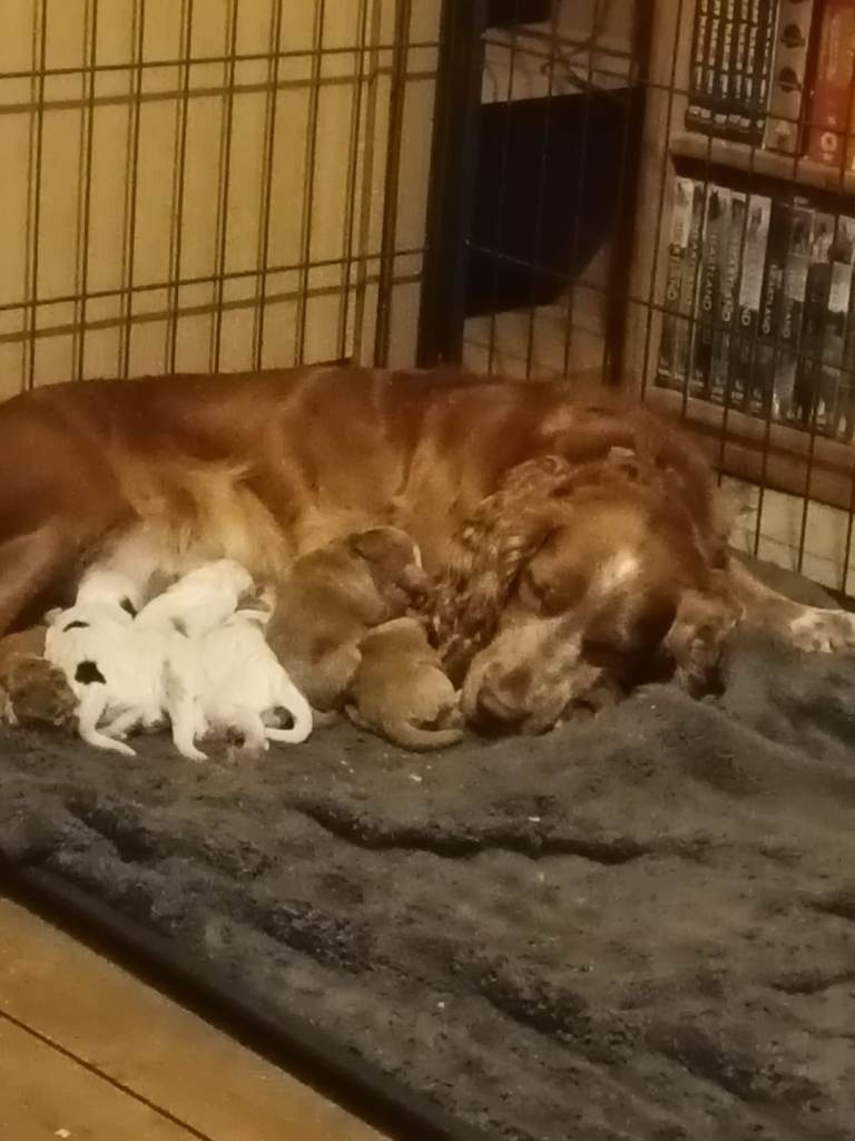 5 beautiful cocker spaniel pups for sale