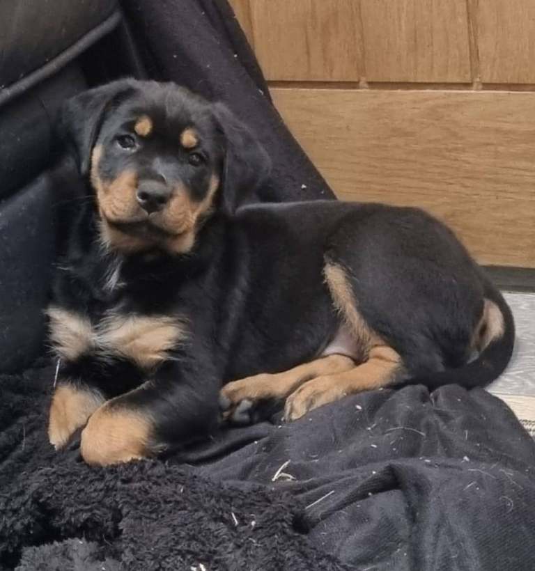 1 FEMALE Amazing Rottweiler puppies