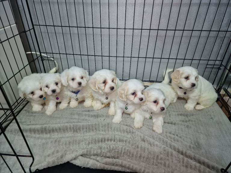 Pure White Bichon Frise for Sale