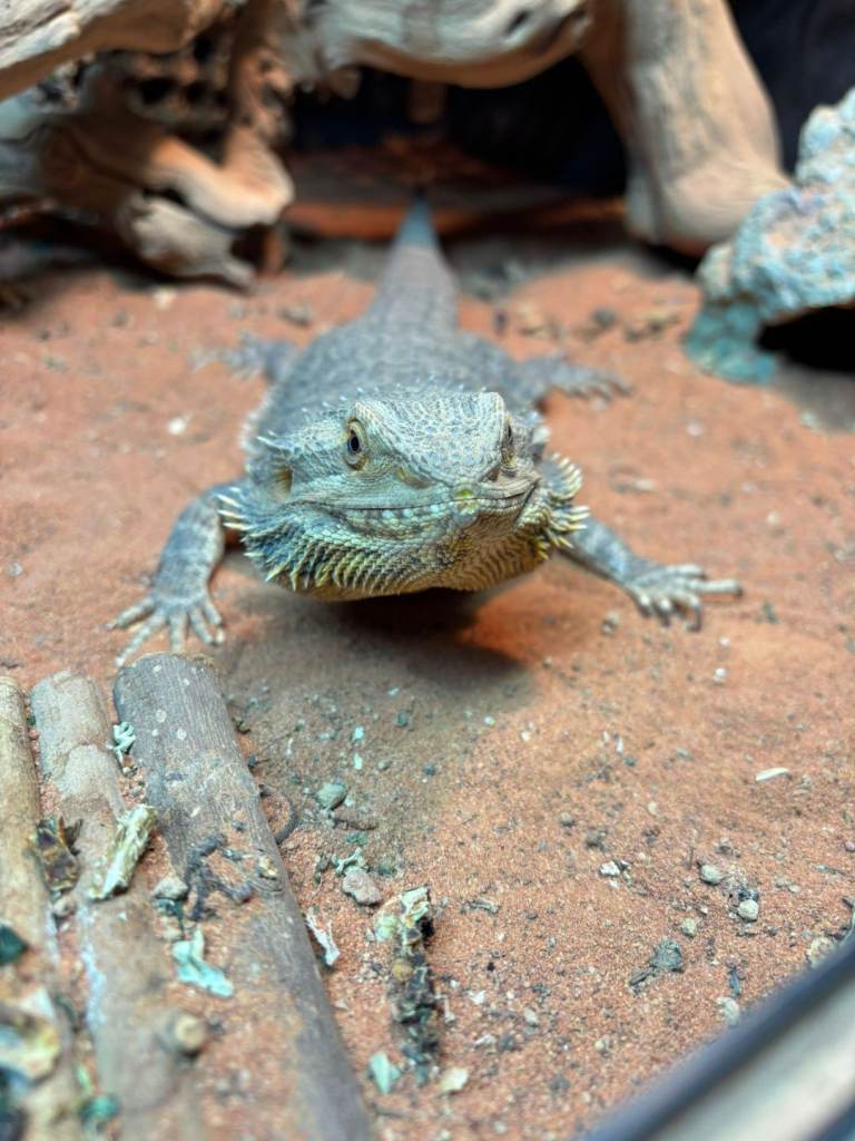Bearded dragon 