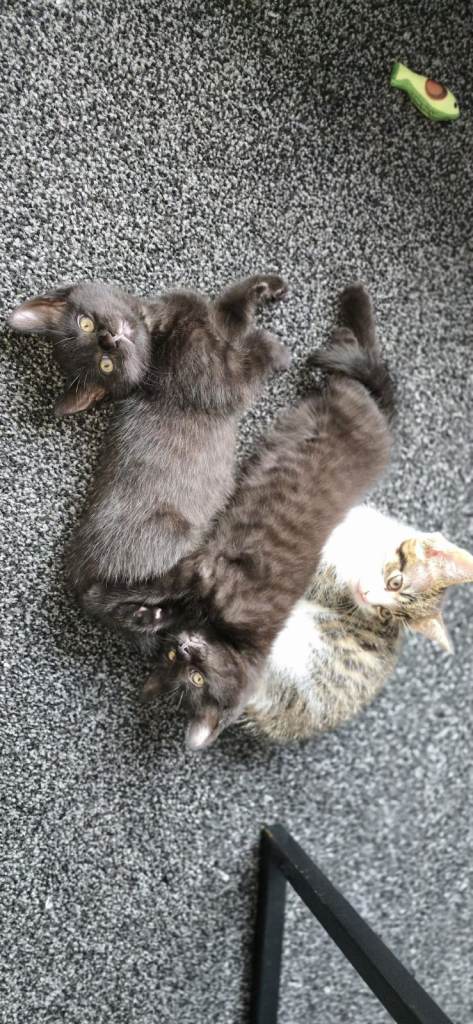 perisian bengal kittens