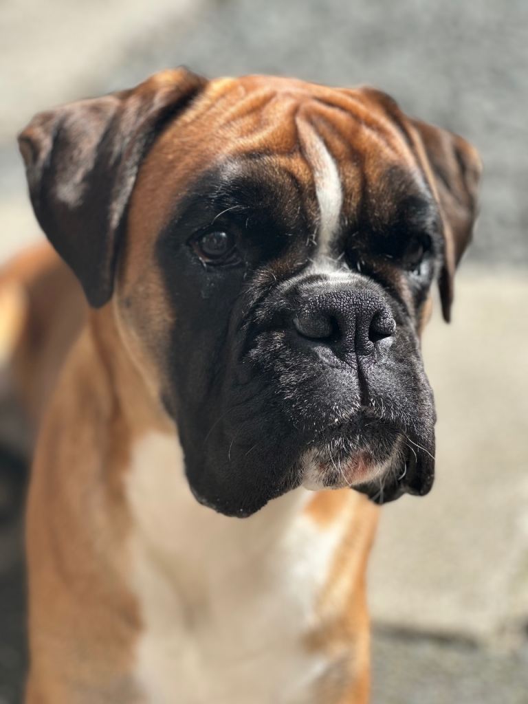 Boxer bitch in need of new home