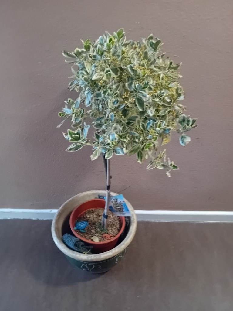 EUONYMUS OUT DOOR PLANT 