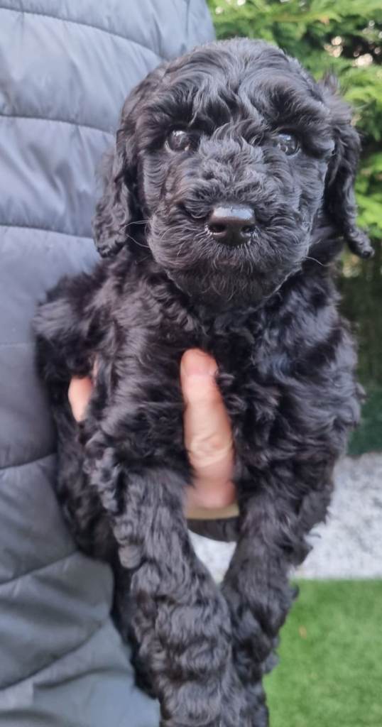 🐾 Beautiful Curly Black f4 Labradoodle Boy – Last One Looking for His Forever Home 🖤